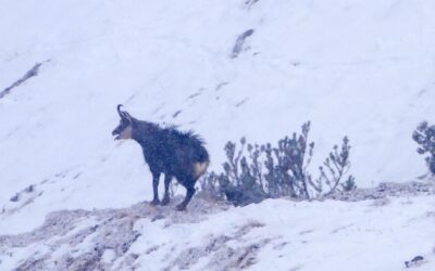 Von Telfes über die Isse und das Halsl auf die Soale- Abstieg Leintuch- Stubaier Alpen