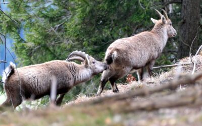 Bei Föhnsturm im Vorkarwendel- Karwendelgebirge