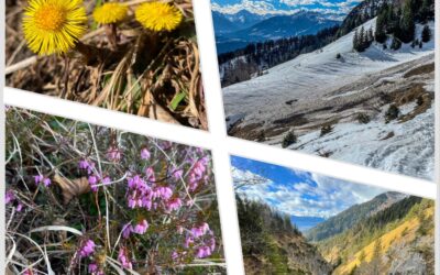 Von Thaur über den Ochsner auf die Thaurer Alm- Karwendel