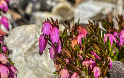 Pfarrach Alm Runde über die Isse- Stubaier Alpen