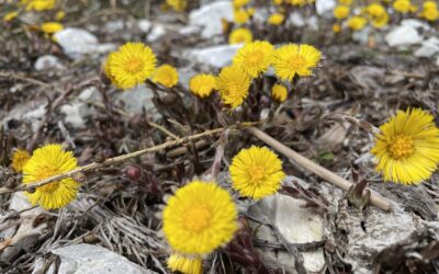 Feine Palmsonntag Runde auf die Kaserstatt Alm- Stubaier Alpen