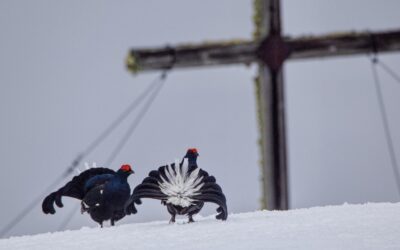 Geschützt: Eine weitere Biwaknacht bei den Hahnen- Stubaier Alpen