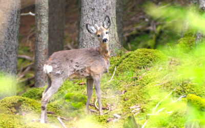 Im Pinnistal auskundschaften- Stubaier Alpen