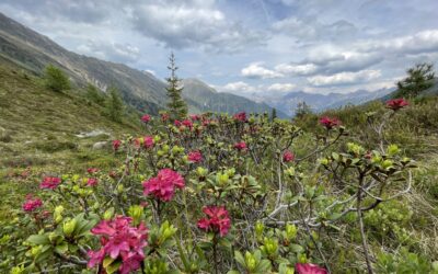 Aus dem Oberbergtal auf den Wildkopf 2719m- Stubaier Alpen