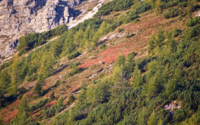 Morgens bei den Hirschen und dann ein Bike and Hike auf den Hohen Burgstall- Stubaier Alpen