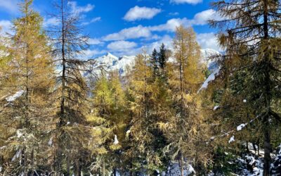 Winterliche Wanderung zur Brandstattalm- Milderaunalm und Abstieg Schaller- Stubaier Alpen