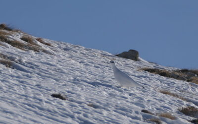 Über das Hühnerspiel auf die Amthorspitze- Zillertaler Alpen