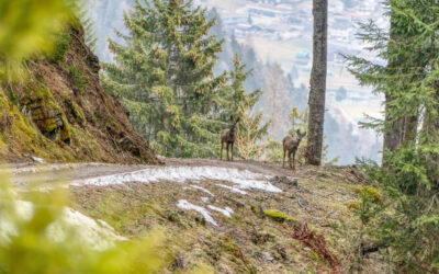 Auf den Kogl- Stubaier Alpen