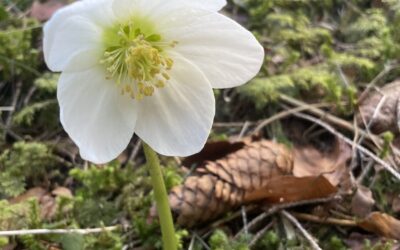 Die nicht immer einsame Pendlingrunde- Brandenberger Alpen
