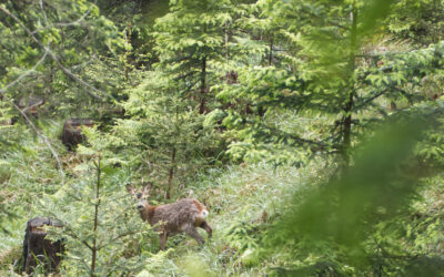 Vom LKH Hochzirl auf den Brunstkopf und weiter zum Garberskopf- Karwendelgebirge