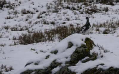 Vom Unteren Grund (Mautstelle) über den Wirts Mitterleger und die Wirts Hochalm auf das Brechhorn- Kitzbühler Alpen