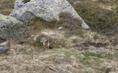 Runde über Milderaunalm-Hühnerspiel und Brandstattalm ins Oberbergtal- Stubaier Alpen