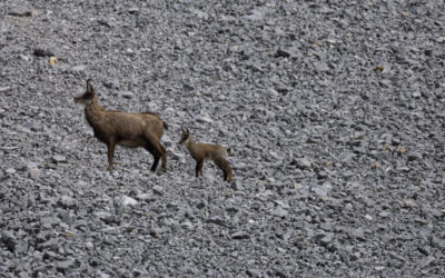 Von Scharnitz auf die Sonntagkarspitze- Karwendel