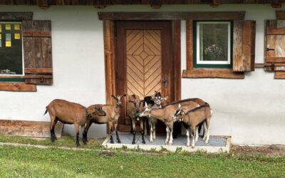 Über das Zündegg und den Nordgrat auf die Zwölferspitze- Stubaier Alpen