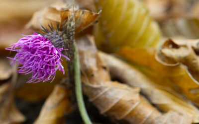 Luft schnappen im Vorkarwendel- Karwendelgebirge