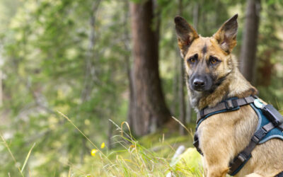 Von Medraz zum Gasthaus Sonnenstein- Stubaier Alpen