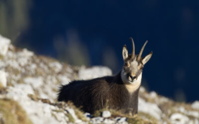 Zum Biber(Voll)mond auf die Erlspitze- Karwendelgebirge