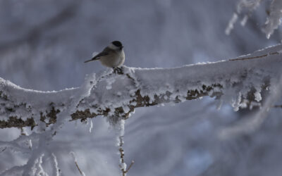 Einsame Winterwanderung von Gleins zu den Eulenwiesen und die Gleinser Mähder- Stubaier Alpen
