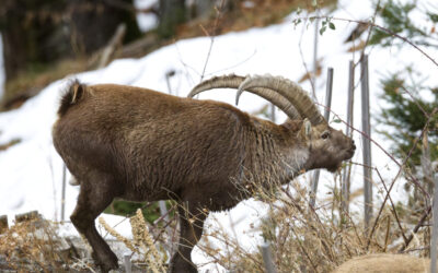 Unterwegs bei den Steinböcken im Vorkarwendel