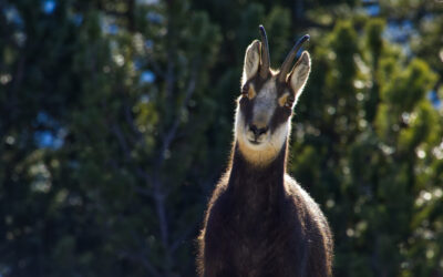 Von Thaur über die Zunterköpfe nach Thaur- Karwendel