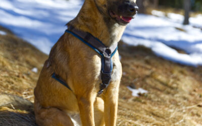 Zum Frühlingsbeginn mit Betty auf die Kaserstattrunde- Stubaier Alpen