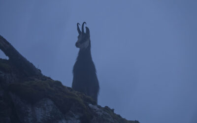 Vom Gleinkersee durch den Seegraben zur Zickalm und weiter zur Dümlerhütte- Totes Gebirge
