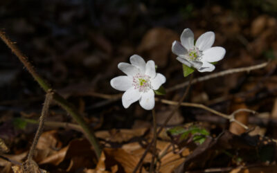 Nach der Arbeit auf die Walderalm im Karwendel- Karwendelgebirge