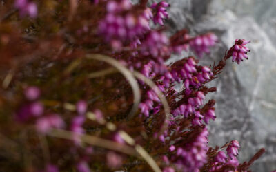Von Neustift auf die Starkenburgerhütte- Abstieg über Kaserstattalm- Stubaier Alpen