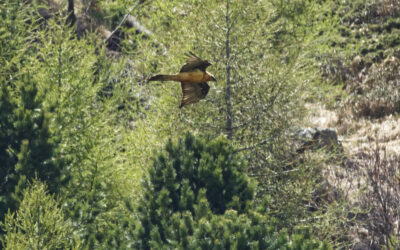 Geschützt: Wanderung zu den Bartgeiern- Tirol
