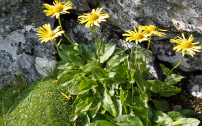 Bike and Hike im Arztal- Tuxer Alpen