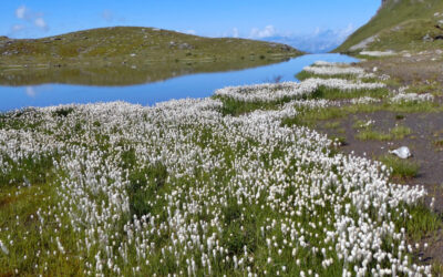 Bike and Hike von Patsch über Matrei zur Klammalm und weiter auf die Tarntaler Köpfe- Tuxer Alpen